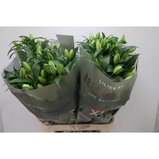 Freshy Lelie Oriental Dubbelbloemig Aqua “Bowl Of Beauty” | Kleur: Wit | Lengte ± 100 centimeter | Per 10 stelen verse bloemen