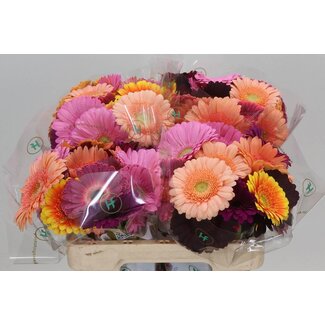 Freshy Germini Aqua “Elite Mix” Grower's Choice | Colour: Mixed Colours | Length ± 50 centimetre | Per 20 fresh flowers