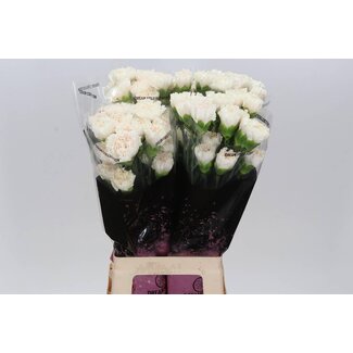 Freshy Lange Anjer “Moon Golem” | Kleur: Wit | Lengte ± 70 centimeter | Per 20 verse bloemen