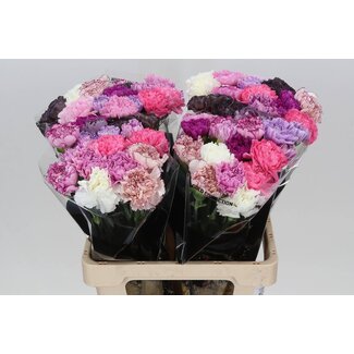 Freshy Long Carnation “Mix Lavender” | Colour: Mixed Colours | Length ± 65 centimeter | Per 20 fresh flowers