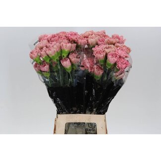 Freshy Lange Anjer “Lege Pink” | Kleur: Roze | Lengte ± 70 centimeter | Per 20 verse bloemen