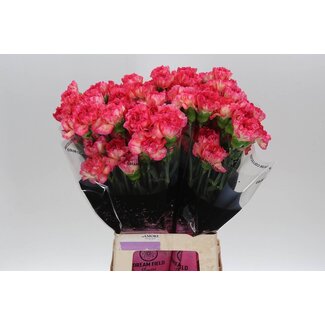 Freshy Lange Nelke “Spritz Sport” | Farbe: Rosa | Länge ± 70 centimeter | Pro 20 frische Blumen