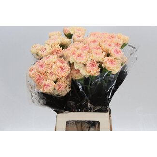 Freshy Long Carnation “Ukelele” | Colour: Yellow Pink | Length ± 70 centimetre | Per 20 fresh flowers