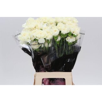 Freshy Lange Anjer “Diletta Crema” | Kleur: Geel Wit | Lengte ± 70 centimeter | Per 20 verse bloemen