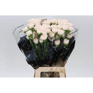 Freshy Long Carnation “Brut” | Colour: Pink | Length ± 70 centimeter | Per 20 fresh flowers