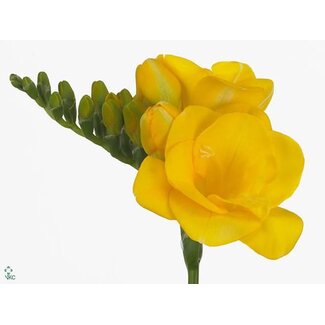 Freshy Double-flowered Freesia “Soleil” | Colour: Yellow | Length ± 54 centimetre | Per 50 stems fresh flowers