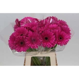 Freshy Gerbera “Madeira” | Colour: Pink | Length ± 50 centimetre | Per 10 fresh flowers