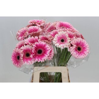 Freshy Gerbera “Prelude” | Colour: Pink | Length ± 50 centimetre | Per 10 fresh flowers
