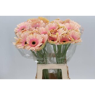 Freshy Gerbera “Alliance” | Colour: Orange | Length ± 50 centimetre | Per 10 fresh flowers