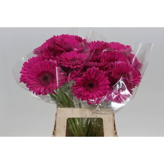 Freshy Gerbera “Bon Dia” | Farbe: Rot | Länge ± 50 centimeter | Pro 10 frische Blumen