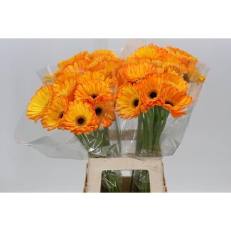 Freshy Gerbera “Catwalk” | Colour: Orange | Length ± 50 centimetre | Per 10 fresh flowers