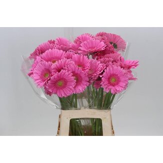 Freshy Gerbera “Glossy” | Colour: Pink | Length ± 50 centimetre | Per 10 fresh flowers