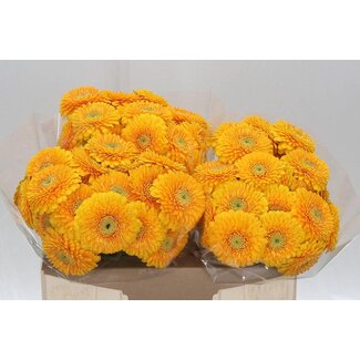 Freshy Germini Aqua Pom “Honeydew” | Kleur: Geel | Lengte ± 50 centimeter | Per 20 verse bloemen