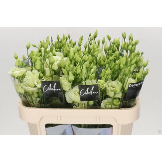 Freshy Eustoma Lisianthus Filled “Alissa Green” | Colour: Green | Length ± 70 centimeter | Per 10 stems fresh flowers