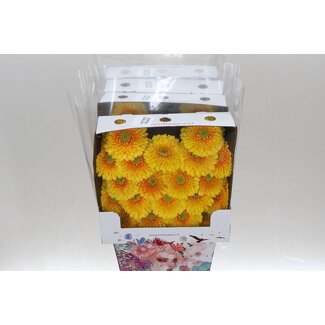 Freshy Gerbera Pomponi Mi Aqua “Sunlight” | Colour: Yellow | Length ± 50 centimetre | Per 20 fresh flowers