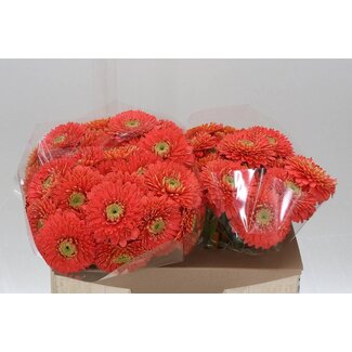 Freshy Germini Sphérique Aqua “Plutopluto” | Couleur: Orange | Longueur ± 50 centimeter | Par 20 fleurs fraîches