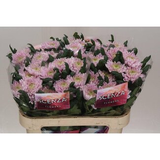 Freshy Deco Chrysanthemum Double-flowered Chrysanthemum “Rossano” | Colour: Pink | Length ± 70 centimetre | Per 10 fresh flowers