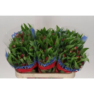 Freshy Alstroemeria Incalelie “Rome” | Colour: Pink | Length ± 70 centimetre | Per 10 stems fresh flowers