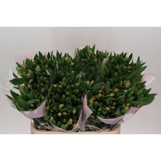 Freshy Alstroemeria Incalelie “Pink Floyd” | Colour: Pink | Length ± 75 centimetre | Per 10 stems fresh flowers