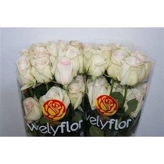 Freshy Roses “White Ohara” | Colour: White | Length ± 60 centimeter | Per 25 roses