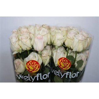 Freshy Rozen “White Ohara” | Kleur: Wit | Lengte ± 50 centimeter | Per 25 rozen