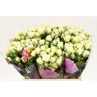 Freshy Rose en bouquet “Snowflake” | Couleur: Blanc | Longueur ± 40 centimètre | Par 10 roses fraîches
