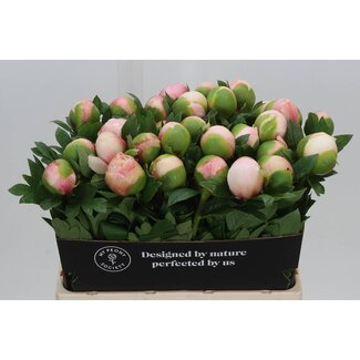 Freshy Paeonia Pioenroos L Colonel “Owen Cousins” | Kleur: Wit | Lengte ± 60 centimeter | Per 10 verse pioenrozen