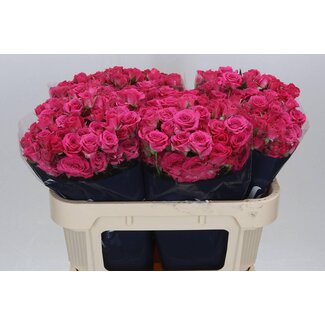 Freshy Spray rose “Lovely Lydia” | Colour: Pink | Length ± 70 centimetre | Per 10 fresh roses