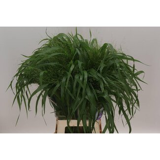 Freshy Panicum Virgatum Fingergras “Fontaine” | Farbe: Grün | Länge ± 80 centimeter | Pro 50 Grasstielen