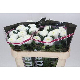 Freshy Deco Chrysanthemum Double-flowered Chrysanthemum “Superbowl” | Colour: White | Length ± 70 centimetre | Per 10 fresh flowers