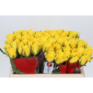 Freshy Roses “Moonwalk” | Colour: Yellow | Length ± 50 centimeter | Per 20 roses