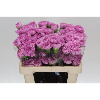 Freshy Short Carnation “Birmania” | Colour: Pink | Length ± 55 centimetre | Per 20 fresh flowers