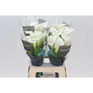 Freshy Zantedeschia Calla “Crystal Blush” | Colour: White | Length ± 65 centimetre | Per 10 fresh flowers