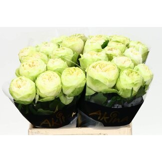 Freshy Roses “White Kahala” | Colour: White | Length ± 40 centimetre | Per 20 roses