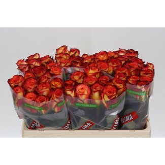 Freshy Rosen “Firefox” | Farbe: Rot | Länge ± 50 centimeter | Pro 20 Rosen