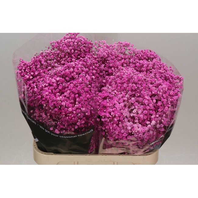 Gypsophila Gypsophile “Rose vif” Coloré | Couleur: Rose | Longueur ± 80 centimeter | Par 25 tiges de fleurs fraîches