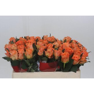 Freshy Roses “On Fire” | Couleur: Orange | Longueur ± 50 centimeter | Par 20 roses