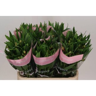 Freshy Alstroemeria Incalelie “Elegance” | Farbe: Rosa | Länge ± 75 centimeter | Pro 10 Stiele frische Blumen