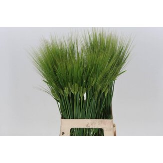 Freshy Triticum Aestivum Tarwetakken | Kleur: Groen | Lengte ± 70 centimeter | Per 100 takken