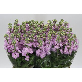Freshy Stock Matthiola Incana “Mathilda Pink” | Colour: Pink | Length ± 60 centimeter | Per 10 stems fresh flowers