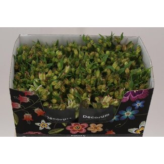 Freshy Alstroemeria Fl “Lolea” | Farbe: Weiß | Länge ± 75 centimeter | Pro 10 Stiele frische Blumen
