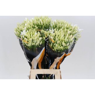 Freshy Agapanthus African Lily “Bianca Perla Eijco” | Colour: White | Length ± 70 centimetre | Per 10 fresh flowers