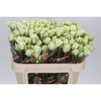 Freshy Spray rose “Snowflake” | Colour: White | Length ± 70 centimetre | Per 10 fresh roses