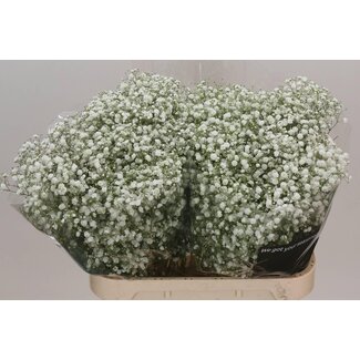 Freshy Gypsophila Paniculata Baby's breath “Xlence” | Colour: White | Length ± 80 centimeter | Origin Ecuador | Per 25 stems fresh flowers