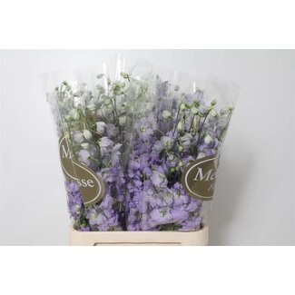 Freshy Delphinium Elatum Pied-d'alouette “Dewi Impressive” | Couleur: Bleu | Longueur ± 100 centimeter | Par 10 fleurs fraîches