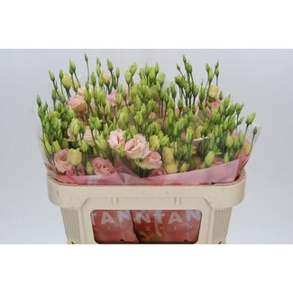 Freshy Eustoma Lisianthus Gevuld “Rosi Champagne” | Colour: Pink | Length ± 70 centimetre | Per 10 stems fresh flowers