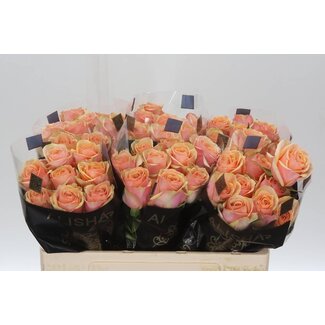 Freshy Roses “Dividend” | Couleur: Rose | Longueur ± 50 centimeter | Par 20 roses