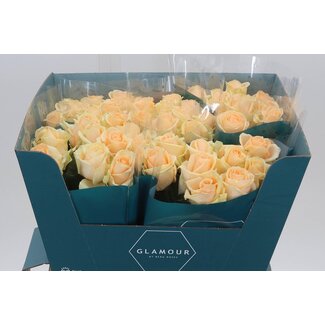 Freshy Roses “Avalanche Peach” | Colour: Orange | Length ± 60 centimetre | Per 20 roses