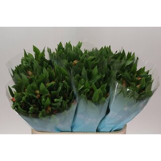 Freshy Alstroemeria Incalelie “Vixen” | Colour: Orange | Length ± 75 centimeter | Per 10 stems fresh flowers
