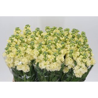 Freshy Violier Matthiola Incana Stokes “Geel” | Kleur: Wit | Lengte ± 60 centimeter | Per 10 stelen verse bloemen